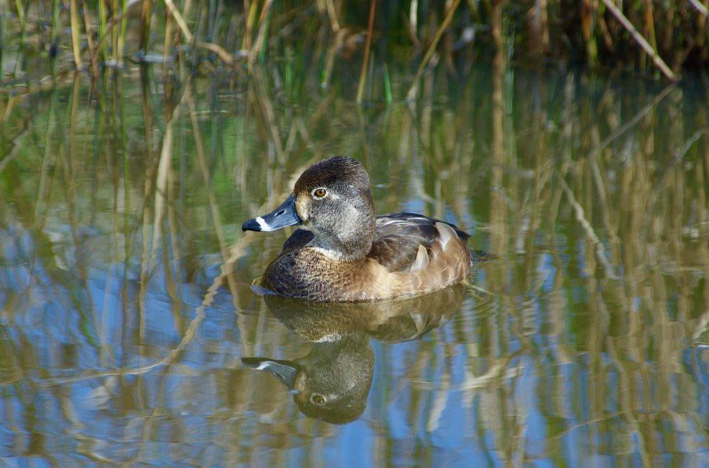 Ring-necked Duck (Aythya collaris) Female DDZ_2745 by NDomer73 is licensed under CC BY-NC 2.0.